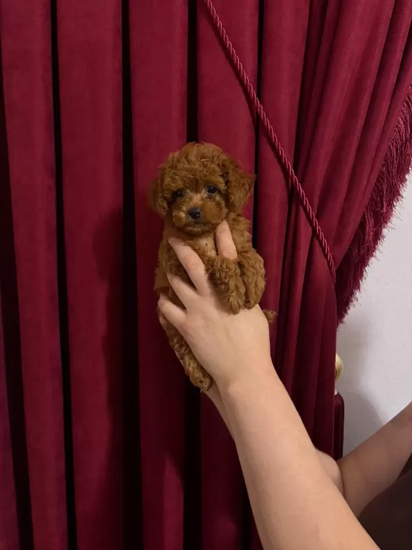 Toy Poodle Köpeği 2 Aylık