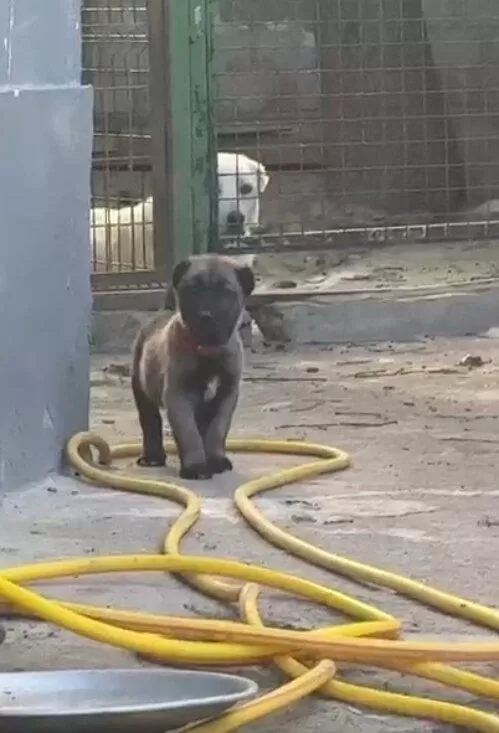 Soylu Kangal Yavrulari (erkek Dişi Takim) Hepsi Var