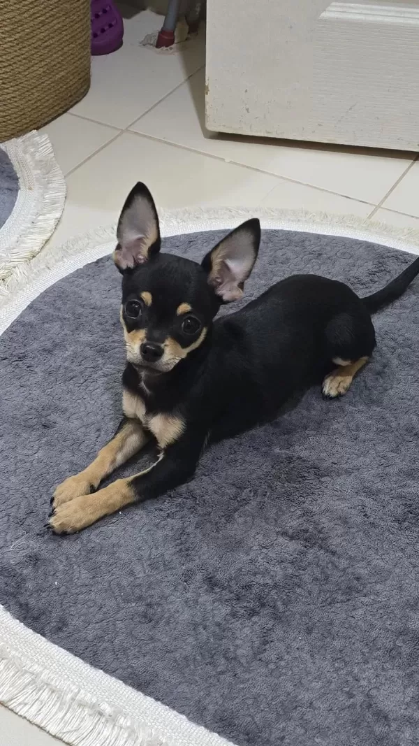 1 Yaşında Pinscher Uysal Pet Eğitimi Var