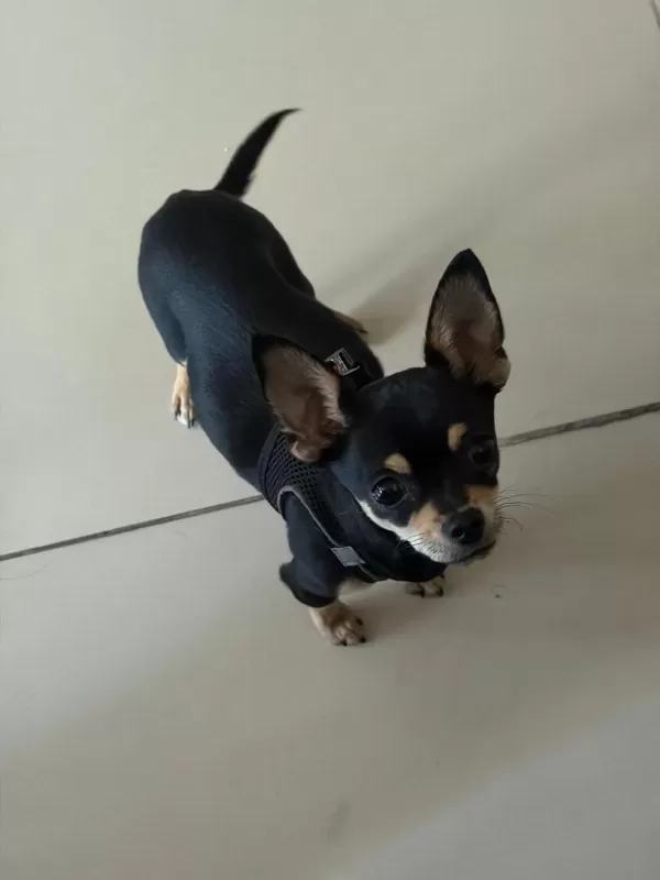 1 Yaşında Pinscher Uysal Pet Eğitimi Var