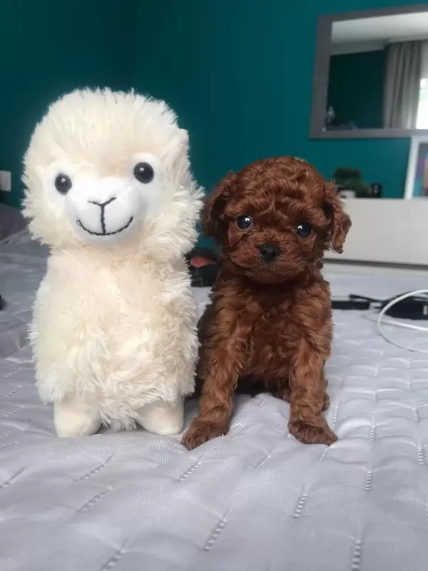 Orjinal Toy Poodle Yavrulari