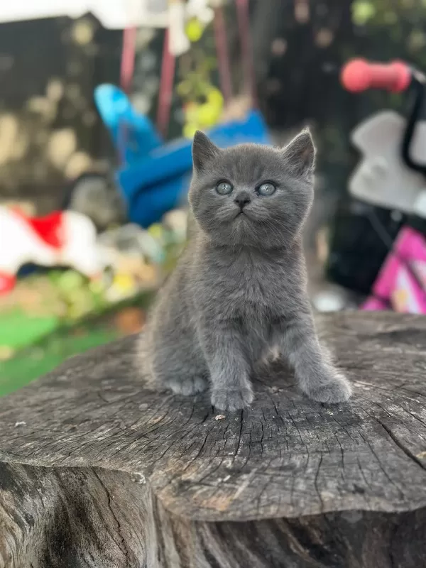 A+ Kalite British Shorthair Bebeğimiz