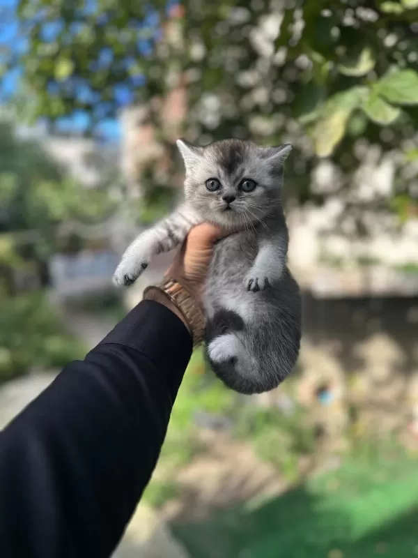 A+ Kalite British Shorthair Bebeğimiz