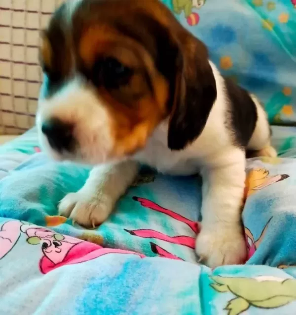 Irk Garantili Harika Beagle Yavrularımız