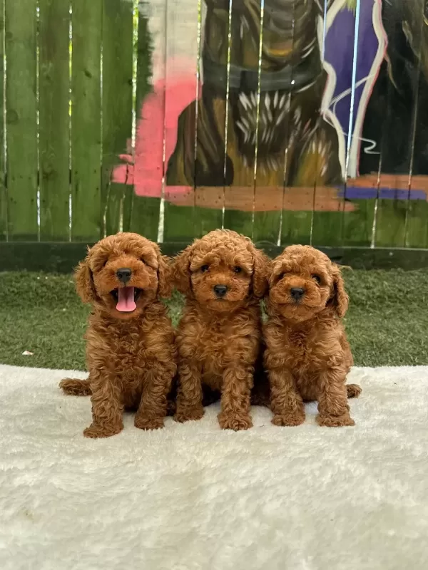Ziyarete Açik Erkek Dişi Poodle Bebekler