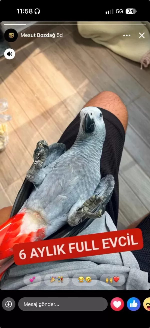 6 Aylik Full Evcil Jako Papağani