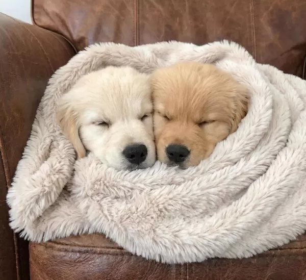 Dişi Erkek Golden Retriever Kapıda Ödemeli Güvenli Sistem