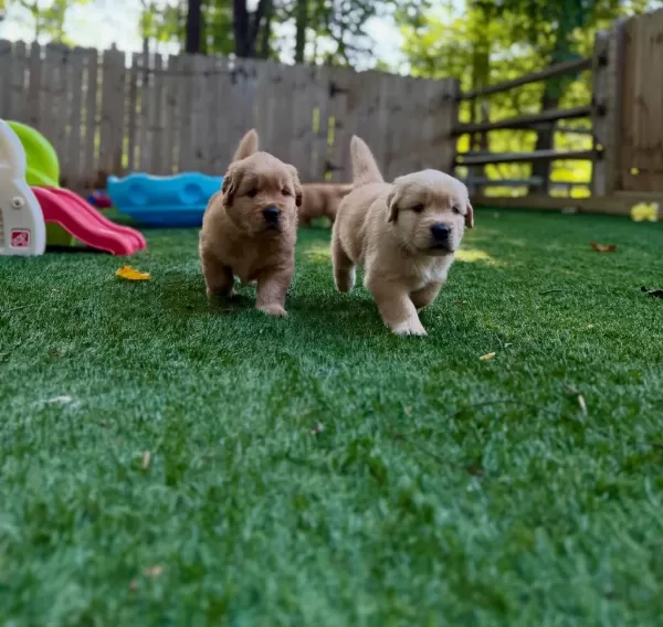 Dişi Erkek Golden Retriever Kapıda Ödemeli Güvenli Sistem