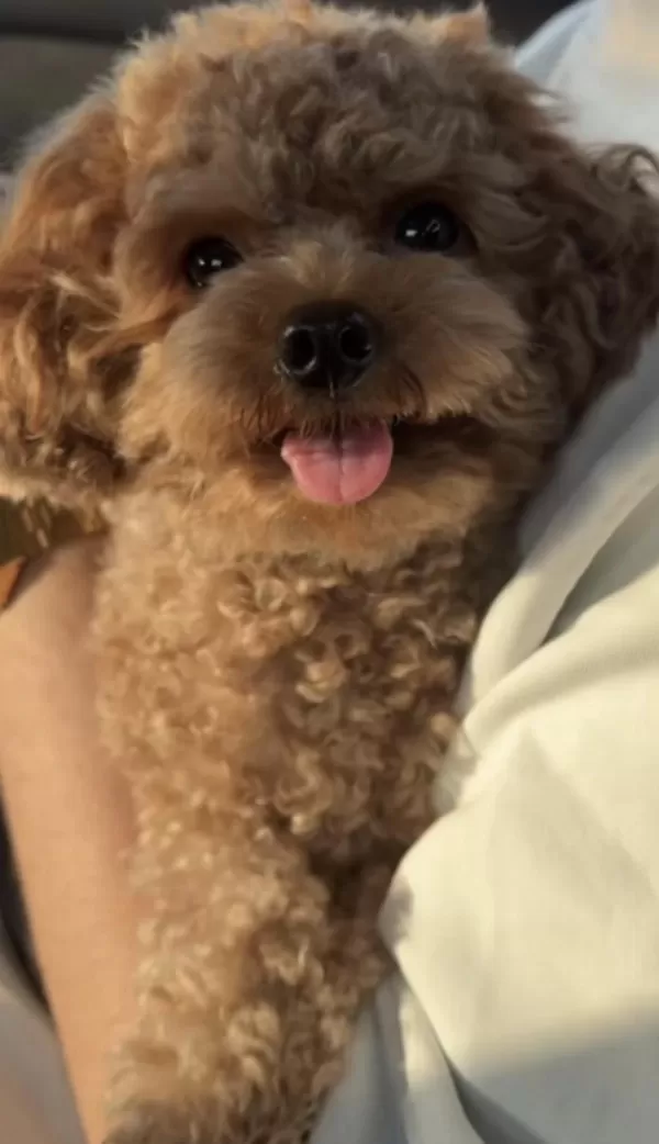 Sağlıklı Toy Poodle Eğitimli
