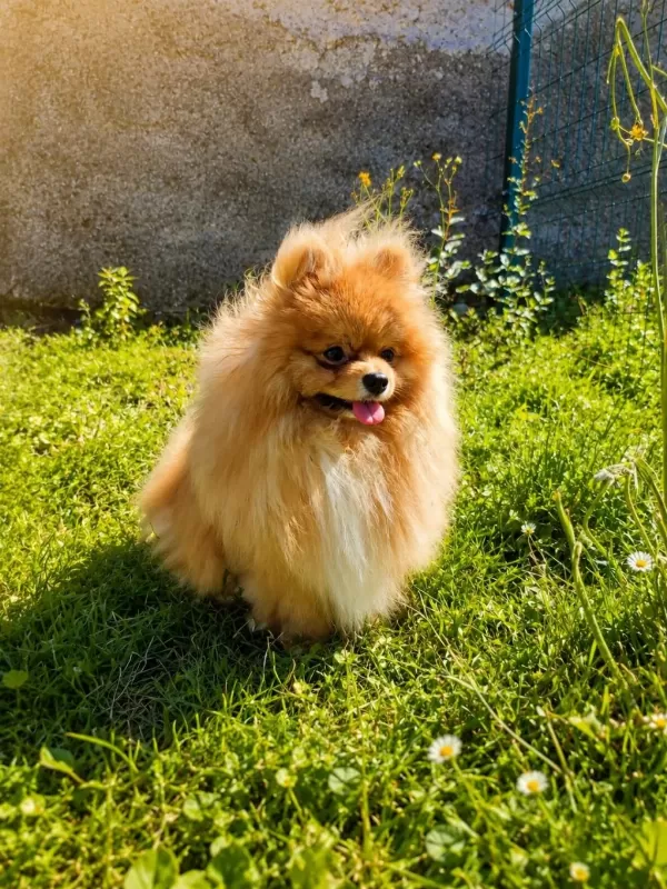 Teddy Bear Üst Kalite Erkek Pomeranian Boo