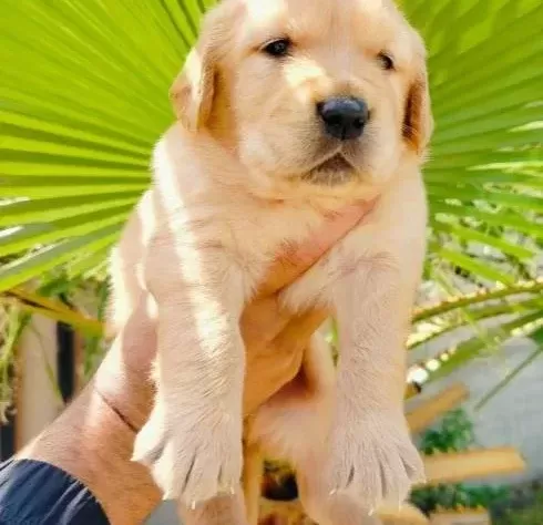 Golden Retriever Yavruları