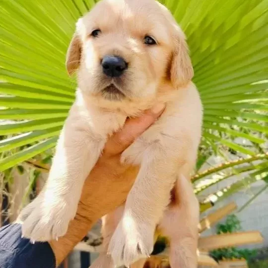 Golden Retriever Yavruları