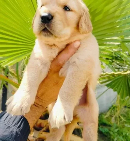 Golden Retriever Yavruları