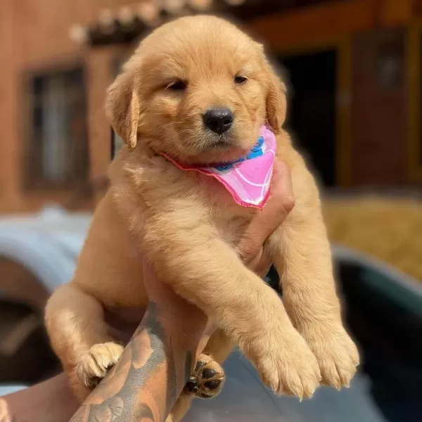 Golden Retriever Yavrulari