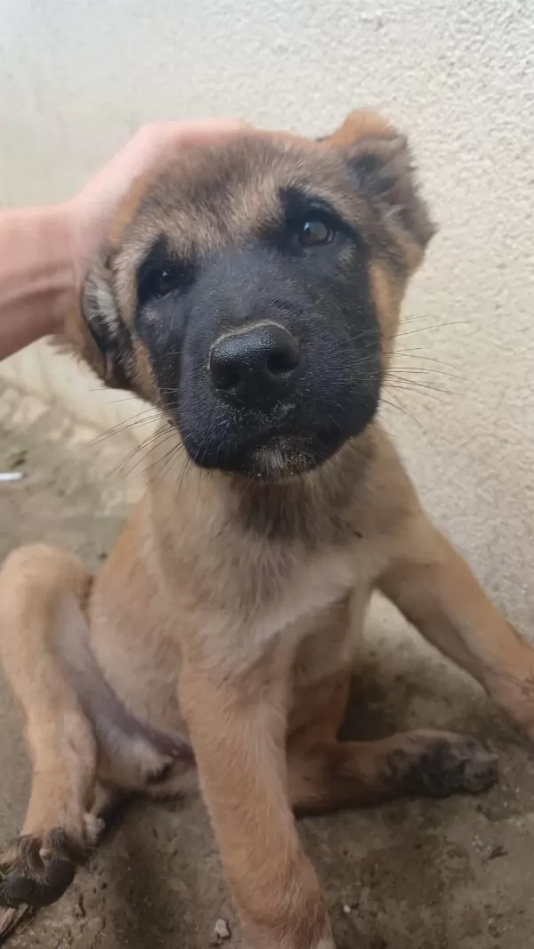 Sarı Anadolu Çoban Köpeği