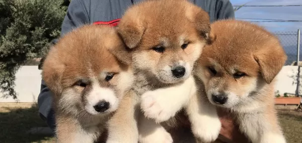 Japon Akita I Nu Yavrularımız