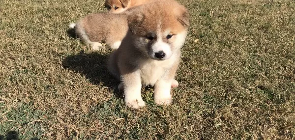 Japon Akita I Nu Yavrularımız
