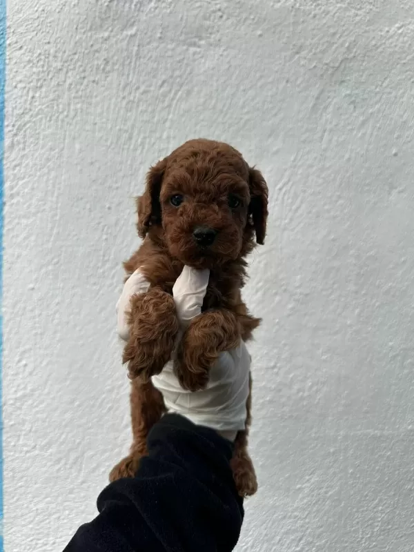 Güzellik Abidesi Erkek Dişi Poodle Bebekler