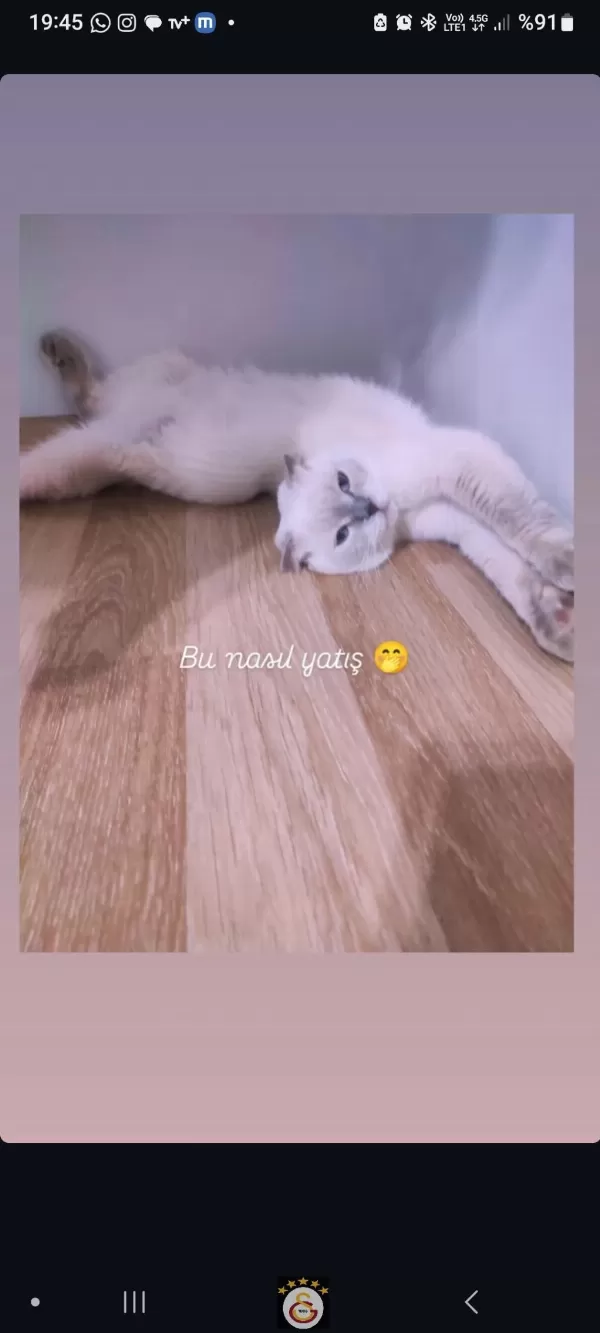 1 Yaşında Scottish Fold
