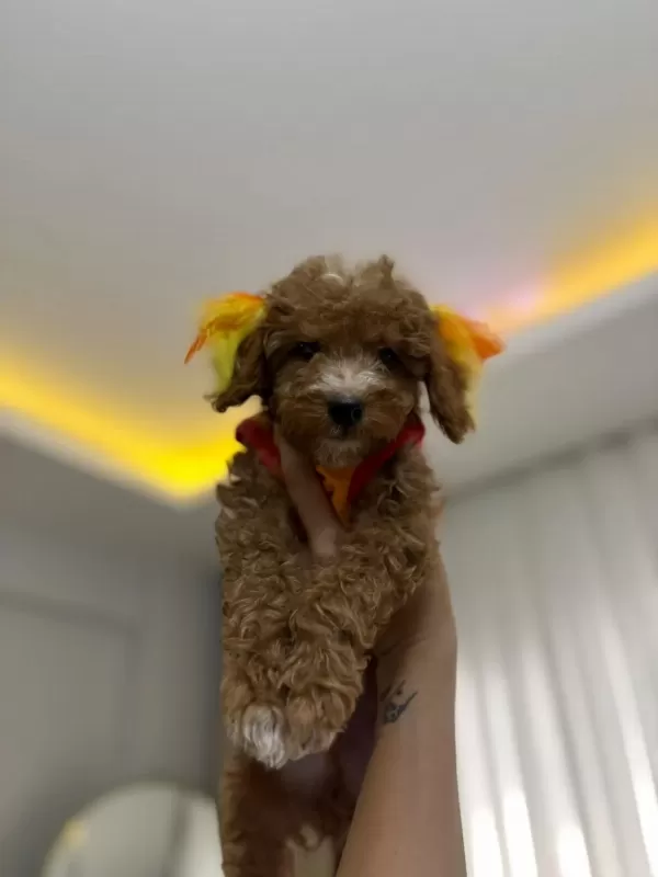 Erkek Toy Poodle Yavrularım Aşılı Wc Eğitimli Yaz