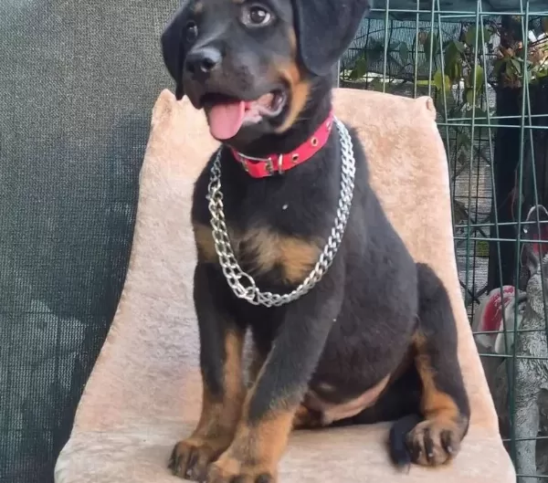A Kalite Rottwiler