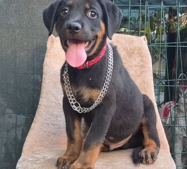 A Kalite Rottwiler