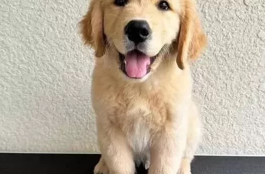 Golden Retti Ever Küt Burunlu