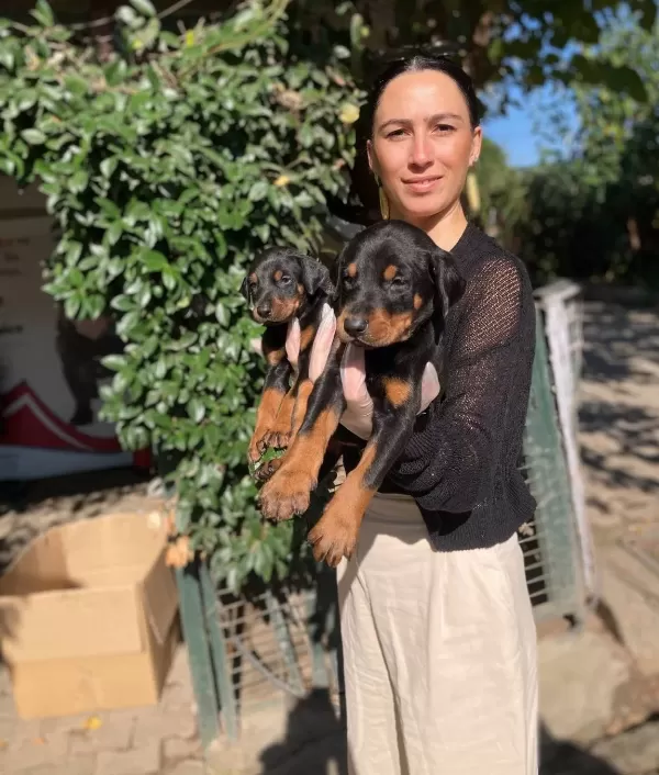 Kıngdoberman Yavrularım Sağlık Ve Irk Garantilidir