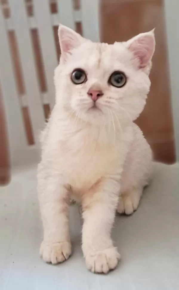 British Shorthair Erkek Kedimiz