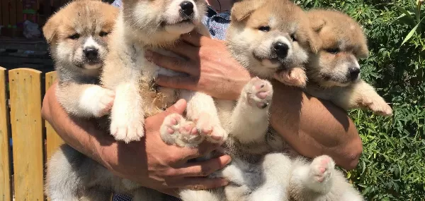 Japon Akita Inu Yavrularımız