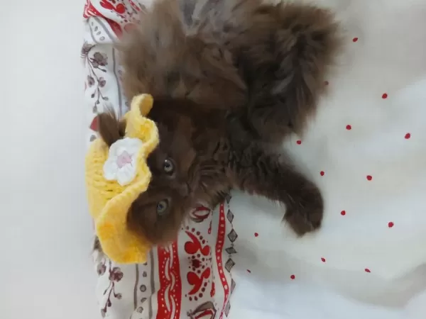 Çikolata British Longhair Dişi