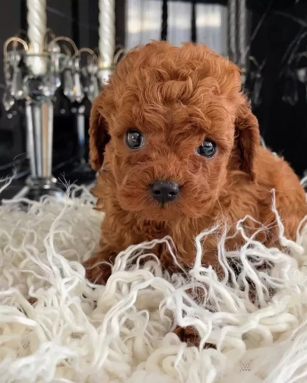Ayi Surat Toy Poodle Yavrular