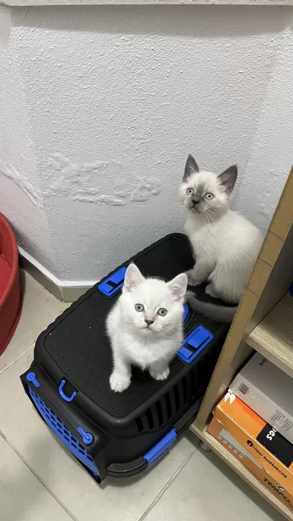 Sağlık Garantili British Shorthair Yavruları