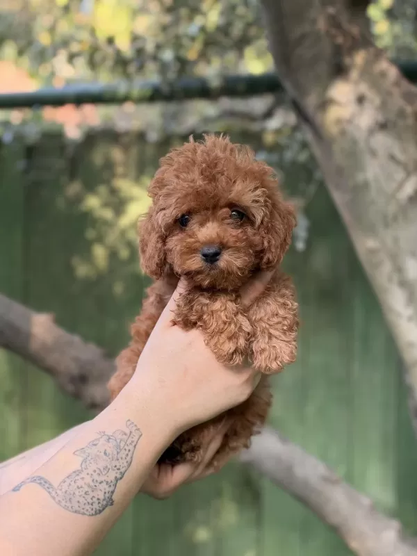 Tatlı Mı Tatlı Poodle Yavruları