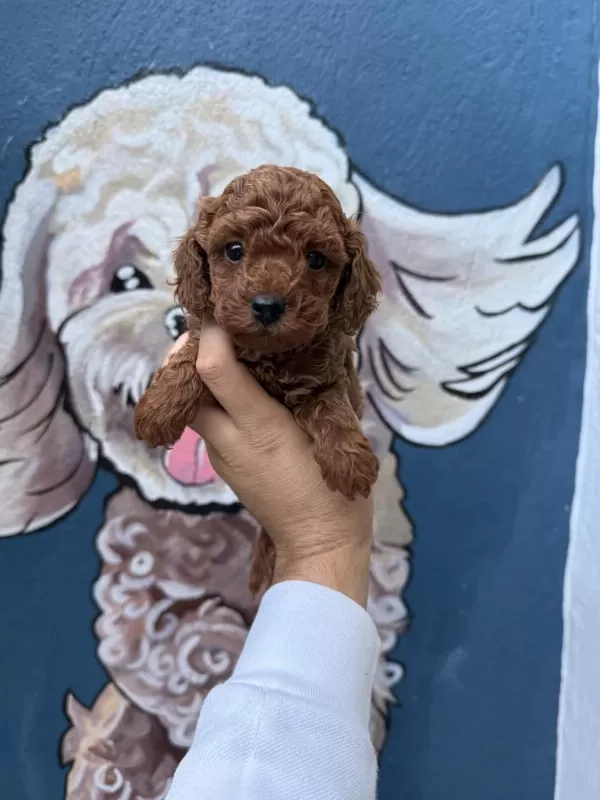 Tatlı Mı Tatlı Poodle Yavruları