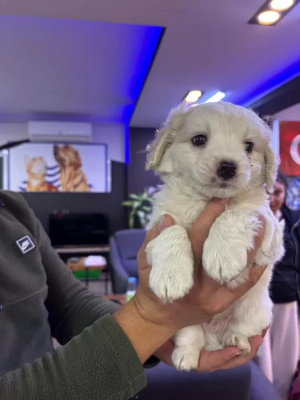 Beyaz Tüy Dökmez Maltipoo Bebekler