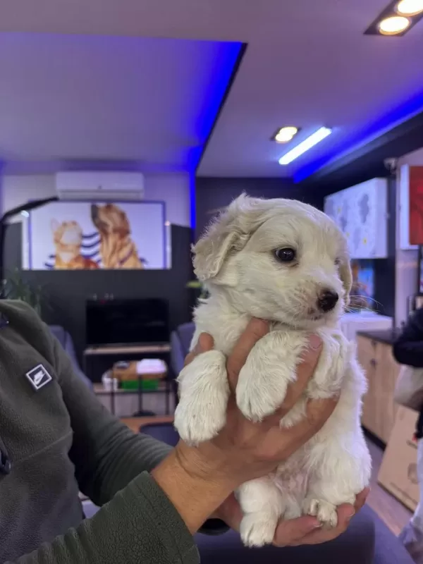 Beyaz Tüy Dökmez Maltipoo Bebekler