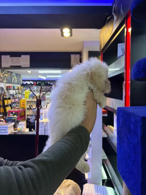 Beyaz Tüy Dökmez Maltipoo Bebekler