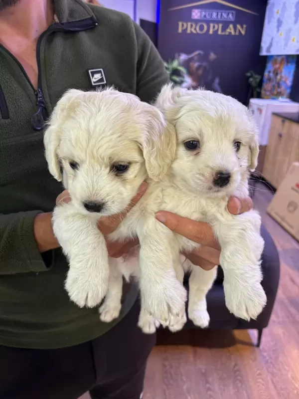 Beyaz Tüy Dökmez Maltipoo Bebekler