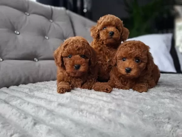 Harika Toy Poodle Minikler