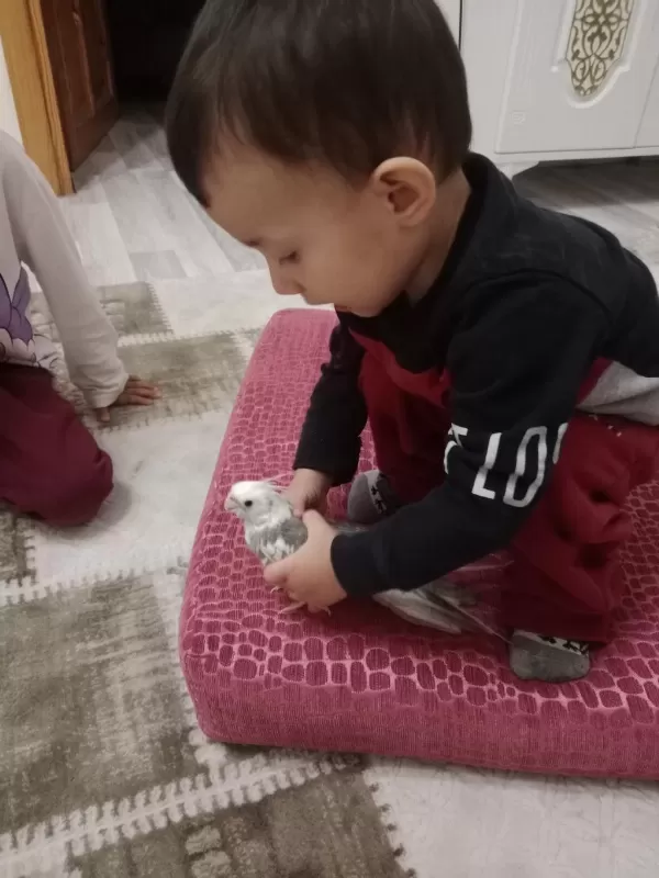Sultan Papağanı Erkek 8 Aylık Yavru