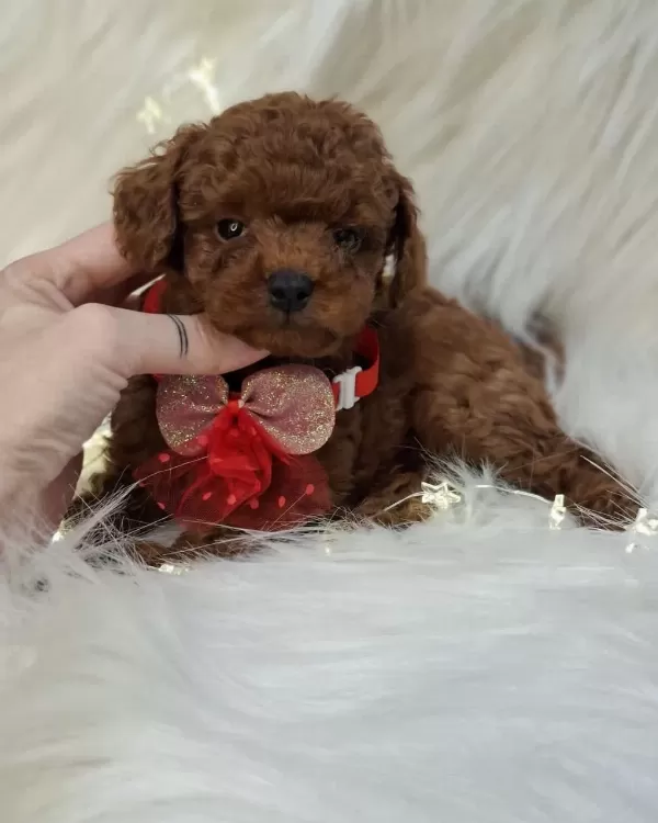 Toy Poodle Aşili Çipli Yavrularimiz
