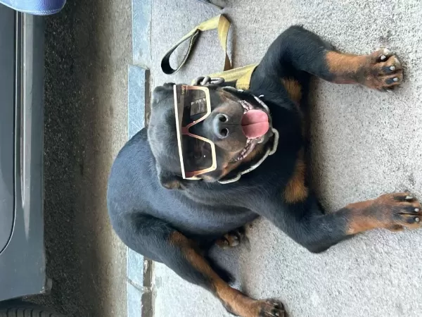 Alman İrkı Rottweiler Anne Baba Fotosuda Atılacaktır