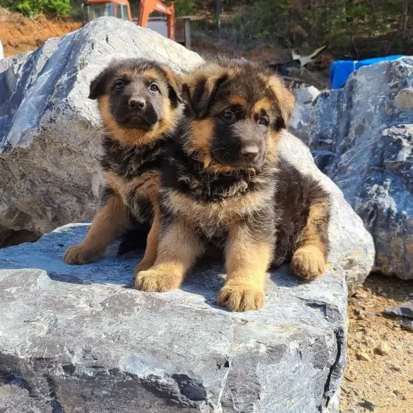 Alman Çoban Köpeği Yavrulari