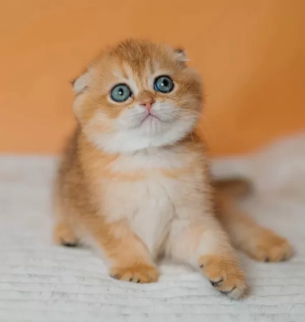 Altın Portakal Golden Scottish Fold