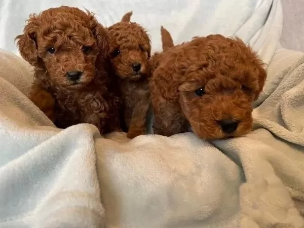 Seçkin Poodle Yavrular Ziyarete Açik Aşili