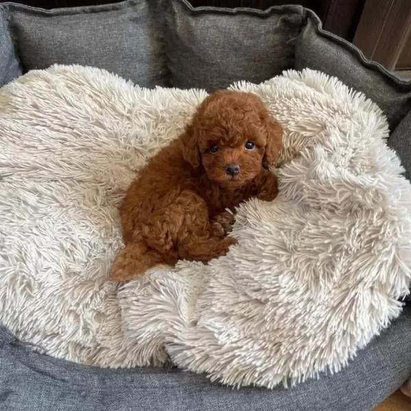 Sağlıklı Toy Poodle Bebek