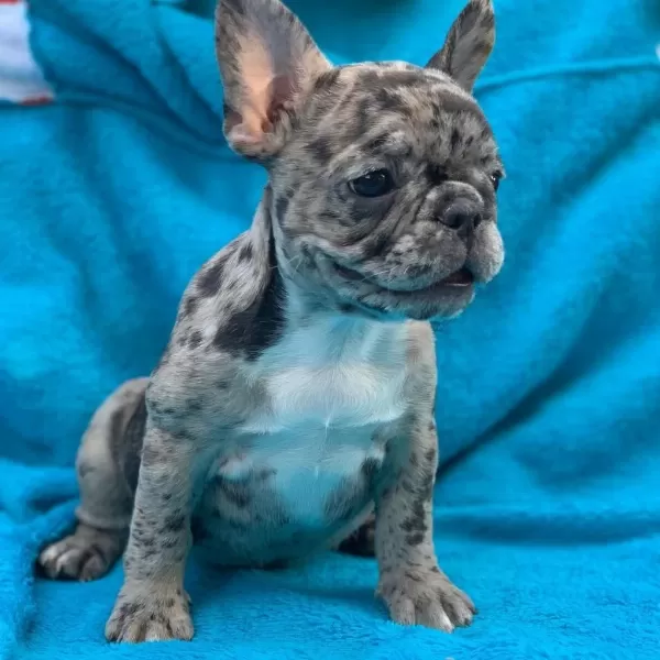 French Bulldog Yavrulari