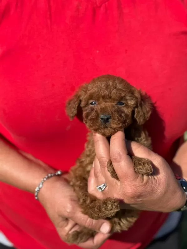 Büyümeyen Aşili Wc Eğitimli Premium Toy Poodle