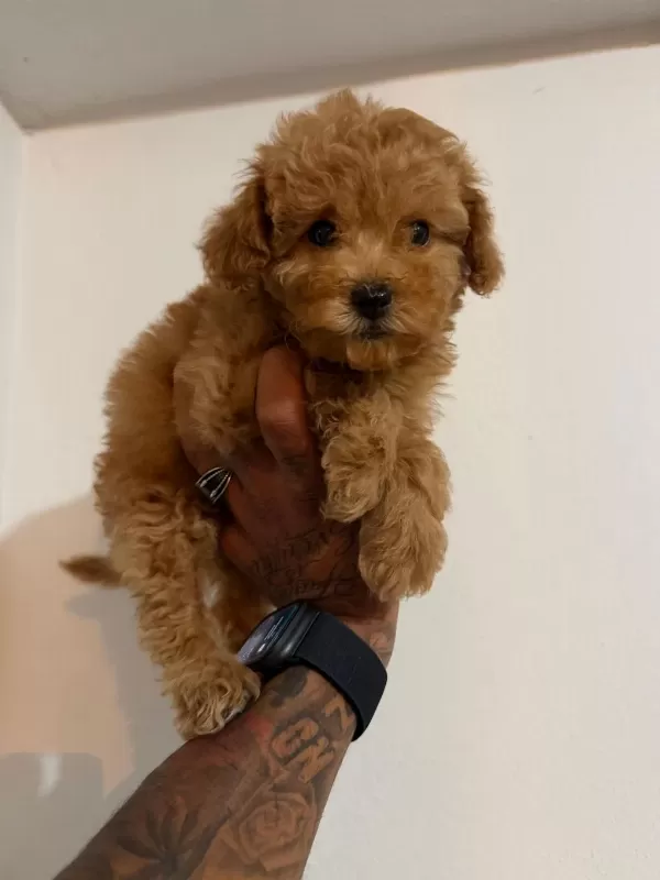Sağlıklı Toy Poodle Bebekler